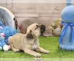 Small #20 Catahoula Leopard Dog