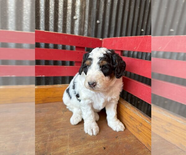 Medium Photo #1 Miniature Bernedoodle Puppy For Sale in DENVER, PA, USA