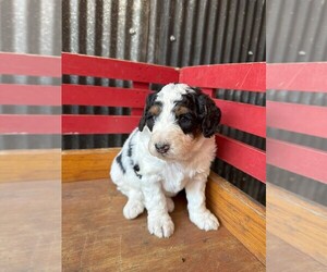 Medium Miniature Bernedoodle