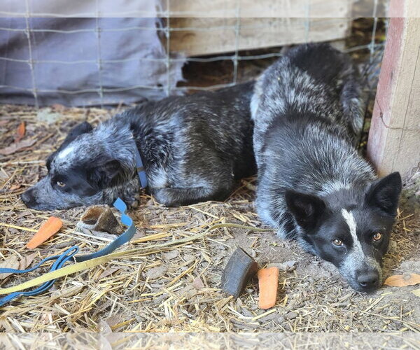 Medium Photo #2 Mutt Puppy For Sale in Paso Robles, CA, USA