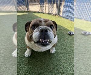 DAISY - Female Bulldog Dog for Adoption - Photo #2
