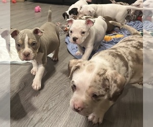 American Bully Puppy for sale in CHARLOTTE, NC, USA