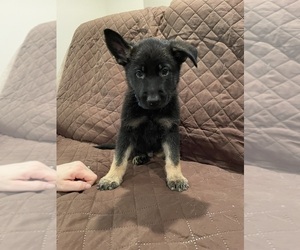 German Shepherd Dog Puppy for sale in LORE CITY, OH, USA