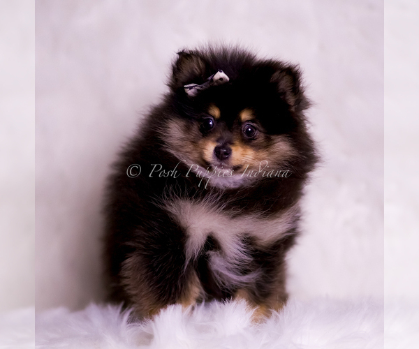 Medium Photo #5 Pomeranian Puppy For Sale in WARSAW, IN, USA