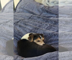 Cruiser-Tiny cutie - Male Beagle-Unknown Mix Dog for Adoption - Photo #6