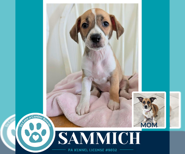Medium Photo #1 Beagle-Unknown Mix Puppy For Sale in Kimberton, PA, USA