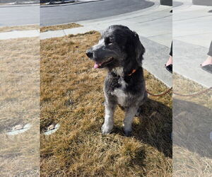 Labrador Retriever-Old English Sheepdog Mix Dogs for adoption in MIDWAY, UT, USA
