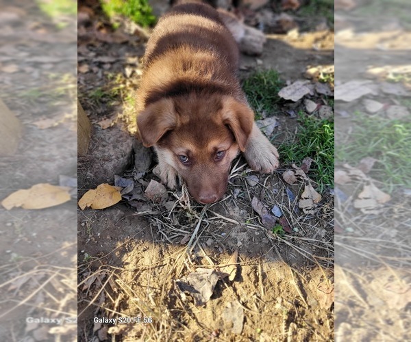 Medium Photo #7 German Shepherd Dog Puppy For Sale in SCOTTSVILLE, KY, USA