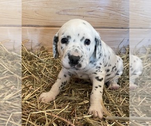 Dalmatian Puppy for sale in CICERO, IN, USA
