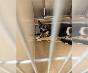 German Shepherd Dog Dogs for adoption in Sacramento, CA, USA