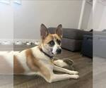 Small Photo #12 Mutt Puppy For Sale in Bellingham, WA, USA