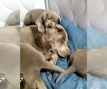 Small Photo #8 Labrador Retriever Puppy For Sale in FLAGLER, CO, USA