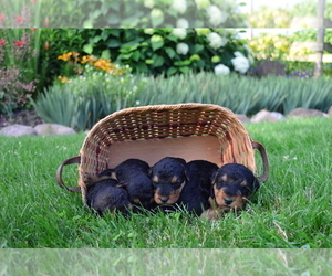 Airedale Terrier Puppy for Sale in MALTA, Ohio USA