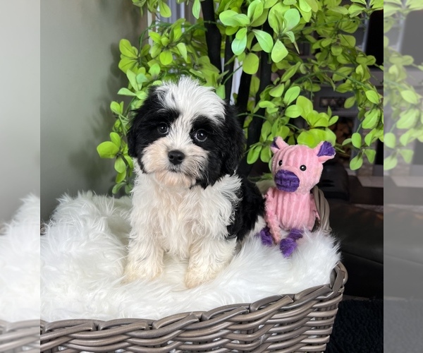 Medium Photo #2 ShihPoo Puppy For Sale in FRANKLIN, IN, USA