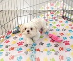 Small #7 Shih Tzu
