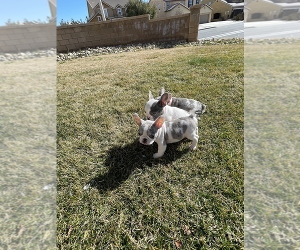 Medium Photo #4 French Bulldog Puppy For Sale in VICTORVILLE, CA, USA
