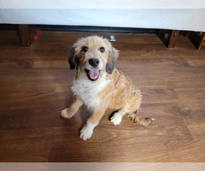 Bernedoodle (Miniature) Puppy for Sale in BLACK FOREST, Colorado USA