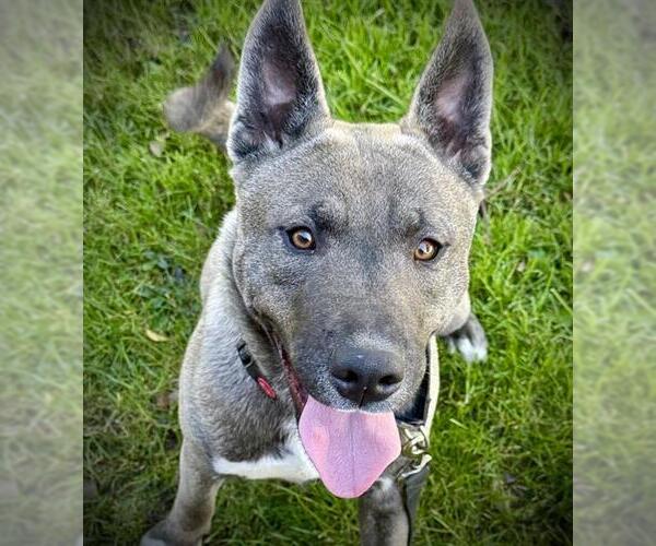 Medium Photo #2 Shiba Inu-Siberian Husky Mix Puppy For Sale in Lodi, CA, USA