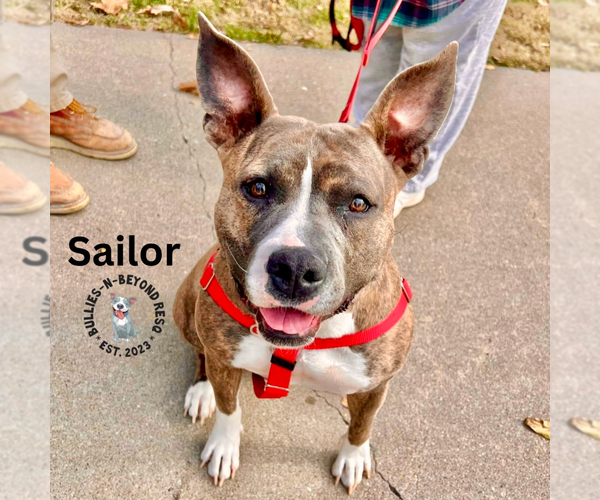 Medium Photo #4 American Staffordshire Terrier Puppy For Sale in Omaha, NE, USA