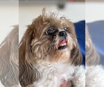 Small #1 Shih Tzu