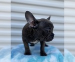 Small Photo #3 French Bulldog Puppy For Sale in CHESAPEAKE, VA, USA