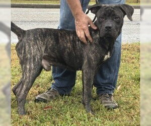 DA 13 Sonny - Male Mastiff-Unknown Mix Dog for Adoption - Photo #3