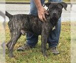 Small Photo #3 Mastiff-Unknown Mix Puppy For Sale in Glen Allen, VA, USA