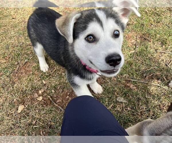 Medium Photo #3 Mutt Puppy For Sale in Candler, NC, USA