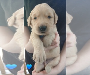 Golden Retriever Puppy for sale in BRUNSWICK, GA, USA