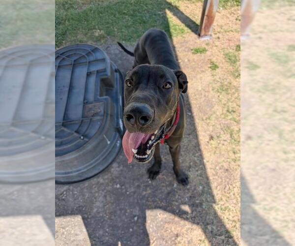 Medium Photo #2 Great Dane Puppy For Sale in Corpus Christi, TX, USA