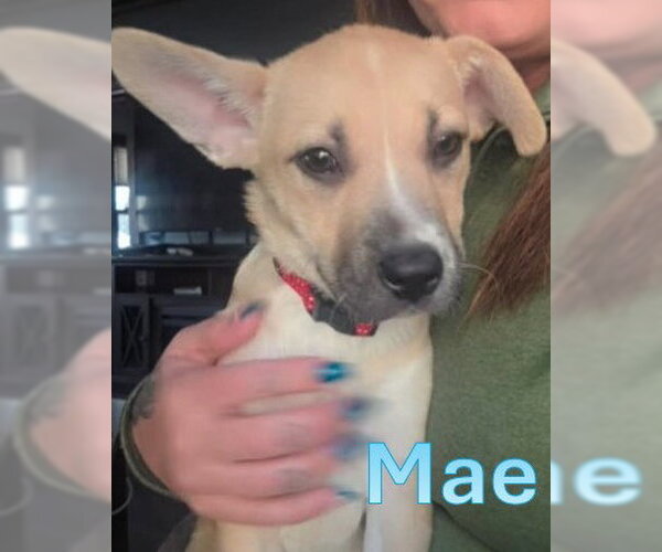 Medium Photo #1 Alaskan Malamute-Labrador Retriever Mix Puppy For Sale in Sheboygan, WI, USA