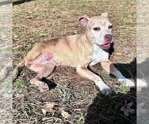 Medium Photo #2 Beagle-Unknown Mix Puppy For Sale in Spring Lake, NC, USA