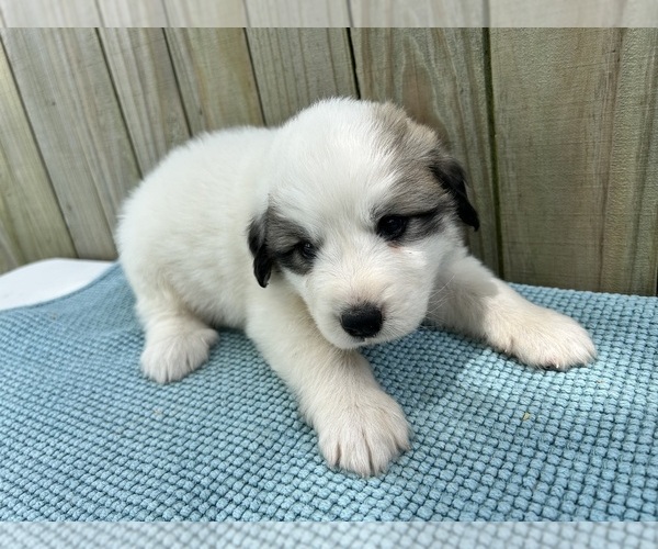 Medium Photo #23 Great Pyrenees Puppy For Sale in JERSEYVILLE, IL, USA
