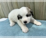 Puppy Flint Great Pyrenees