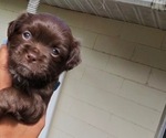 King - Male Chihuahua Puppy for Sale - Small photo