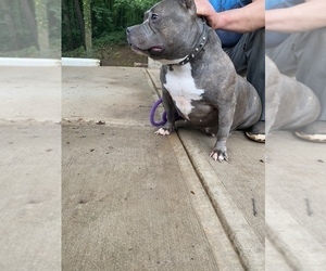 American Bully Puppy for sale in CLEVELAND, NC, USA