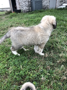 Medium Photo #10 Anatolian Shepherd-Great Pyrenees Mix Puppy For Sale in ROBSTOWN, TX, USA