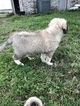 Small Photo #10 Anatolian Shepherd-Great Pyrenees Mix Puppy For Sale in ROBSTOWN, TX, USA