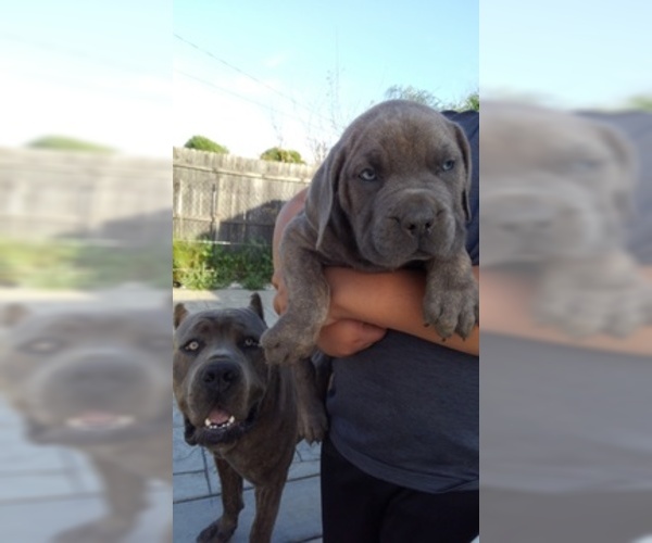 Medium Photo #16 Cane Corso Puppy For Sale in CITY INDUSTRY, CA, USA