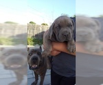 Small Photo #16 Cane Corso Puppy For Sale in CITY INDUSTRY, CA, USA