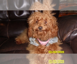 Poodle (Toy) Puppy for sale in DULUTH, GA, USA