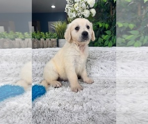 English Cream Golden Retriever Puppy for sale in GREENFIELD, IN, USA