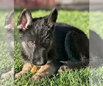 Small #2 German Shepherd Dog-Siberian Husky Mix