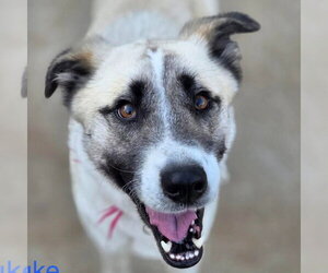 Mutt Dogs for adoption in Canton, CT, USA