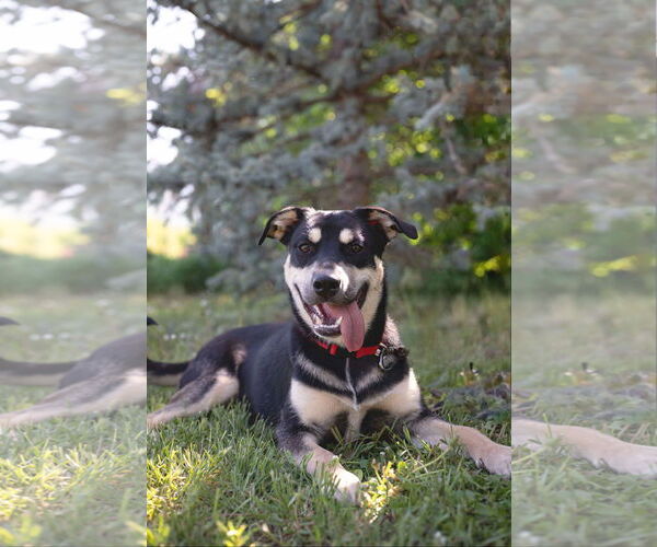 Medium Photo #5 American Pit Bull Terrier-Unknown Mix Puppy For Sale in Sandy, UT, USA