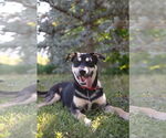 Small #4 American Pit Bull Terrier Mix