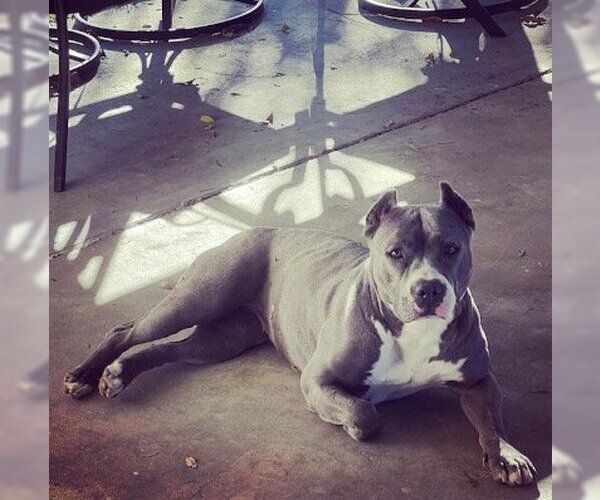 Medium Photo #4 American Staffordshire Terrier-Unknown Mix Puppy For Sale in Ventura, CA, USA