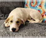 Small #2 Great Pyrenees Mix