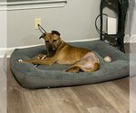 Small #1 Canaan Dog-Labrador Retriever Mix