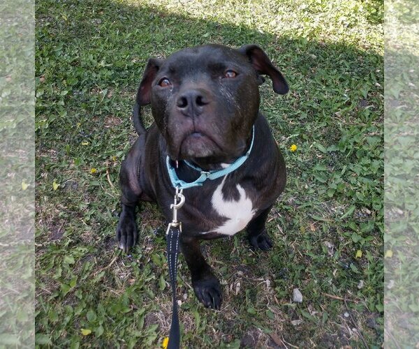 Medium Photo #13 American Pit Bull Terrier Puppy For Sale in Fargo, ND, USA
